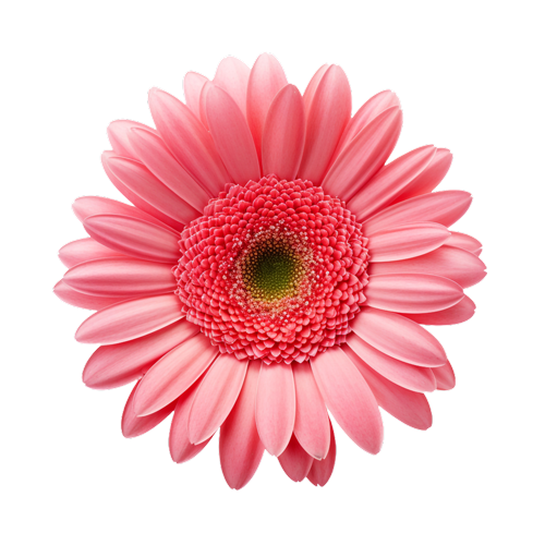 Gerbera-Daisy--7
